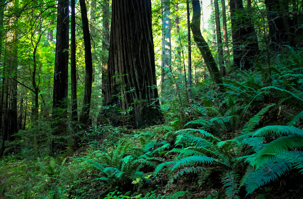 Looduse Sõbrad OÜ cover image